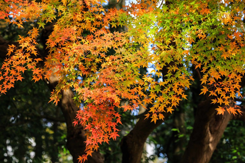 花火紅葉