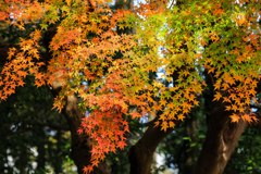花火紅葉