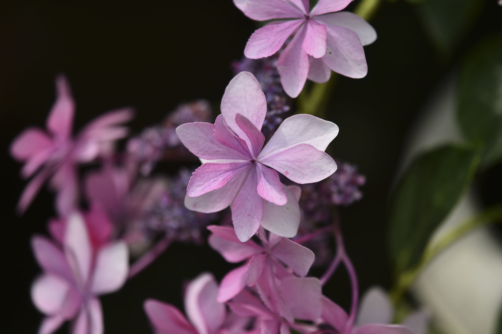 これも紫陽花