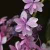 これも紫陽花