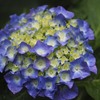 紫陽花2