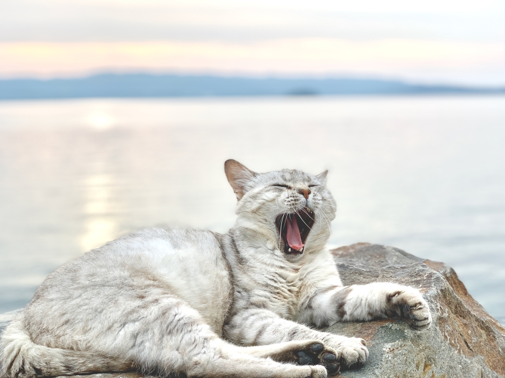 「猫」になりた〜い〜