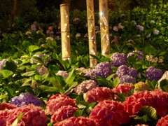 竹灯りと紫陽花