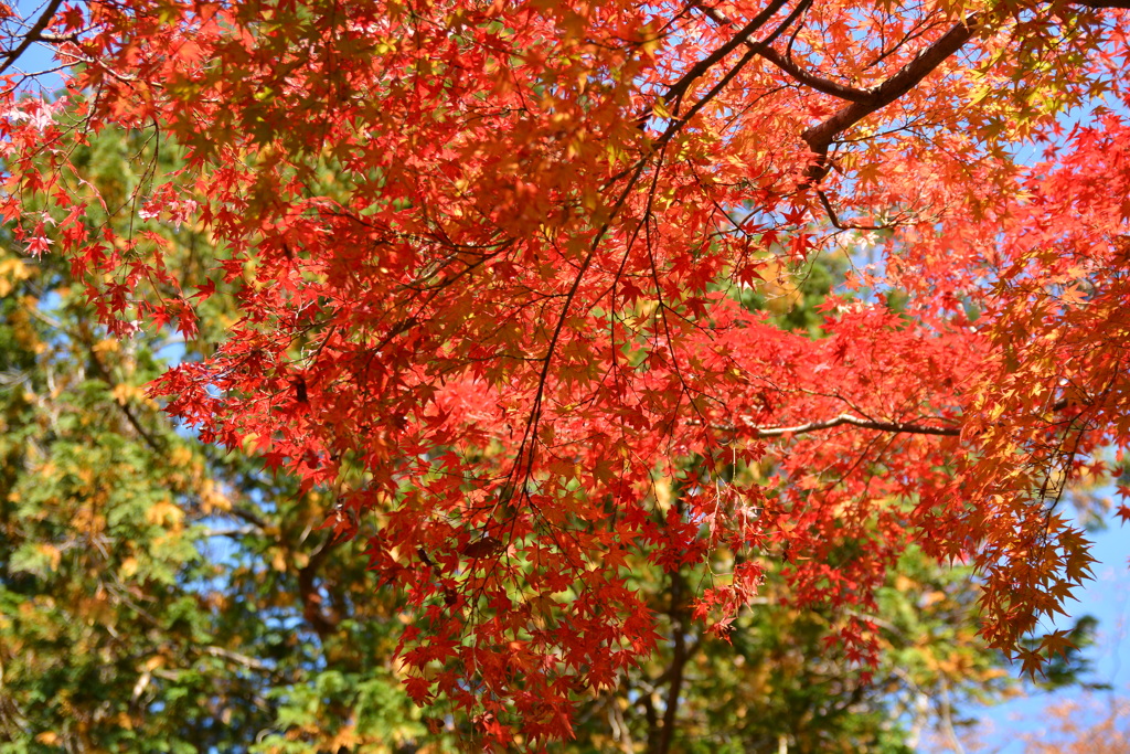 紅葉７