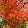 紅葉７