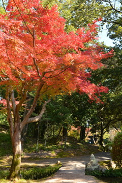 紅葉４