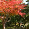 紅葉４