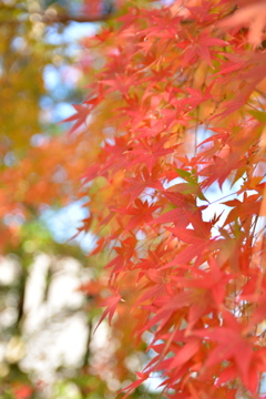 紅葉８