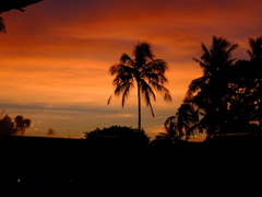 夕日のヤシの木
