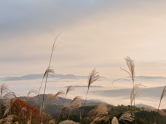 雲海とすすき2