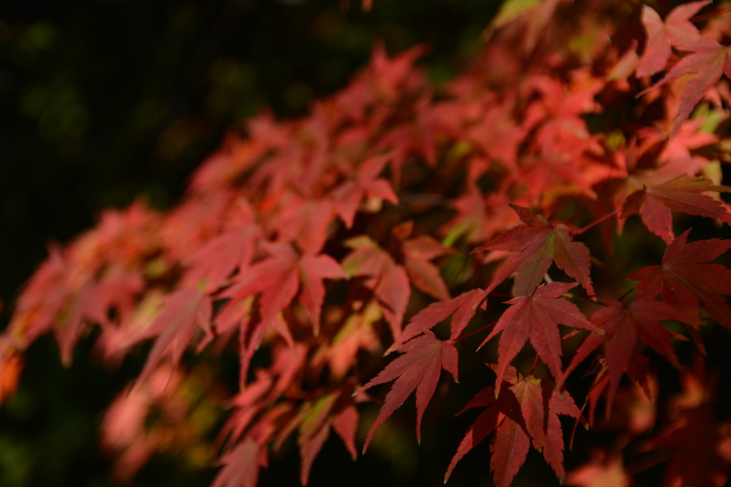 紅葉５