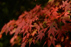 紅葉５