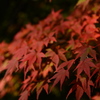 紅葉５