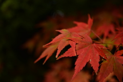 紅葉２
