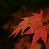紅葉２