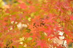 紅葉３