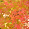 紅葉３