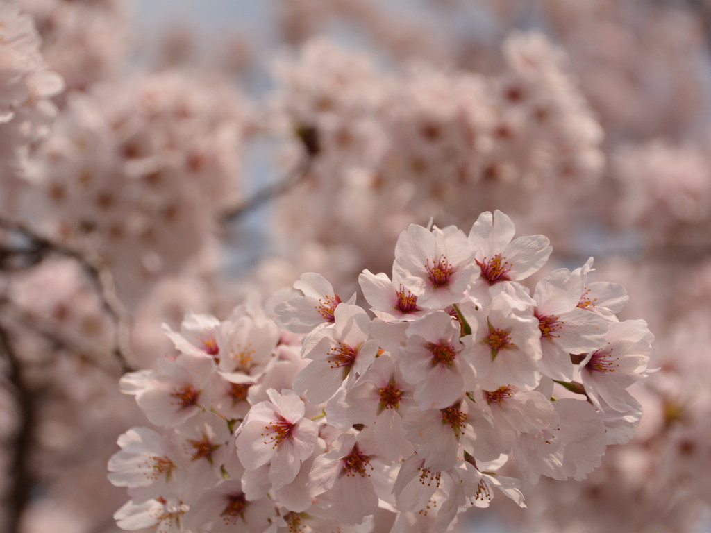 桜満開
