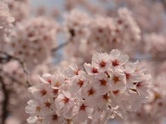 桜満開