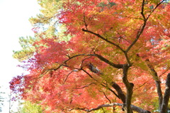 紅葉６