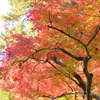 紅葉６