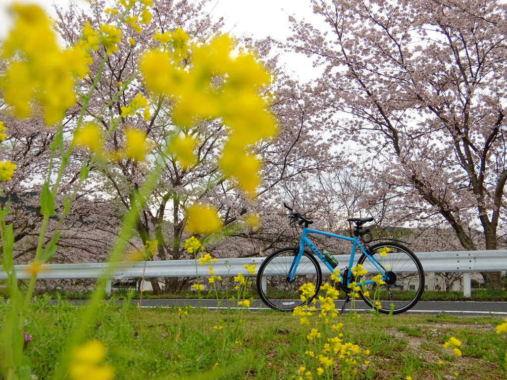 春と、自転車