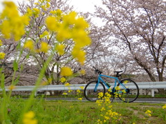 春と、自転車