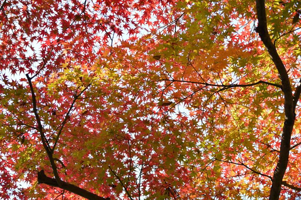 紅葉を見上げて