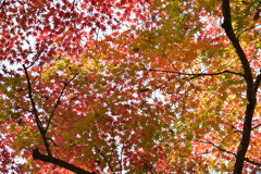 紅葉を見上げて