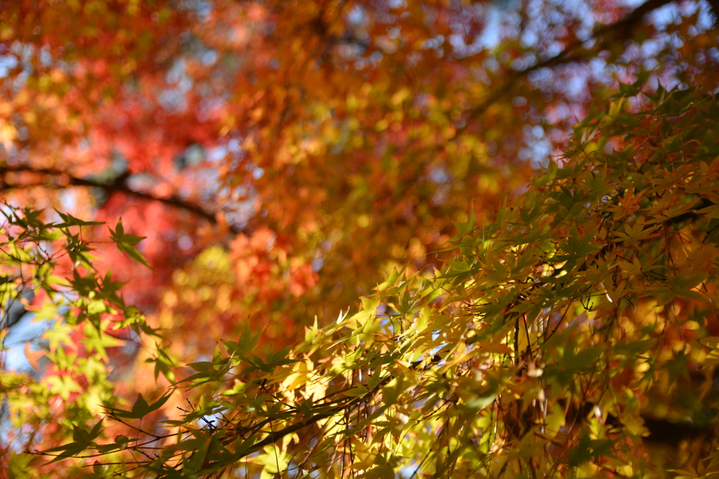 紅葉