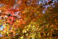 紅葉
