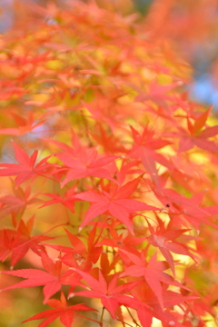 紅葉