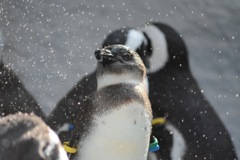 赤ちゃんペンギン in 上野動物園