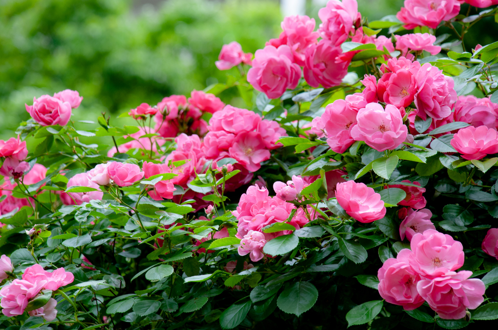 La Vie en rose