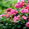 La Vie en rose