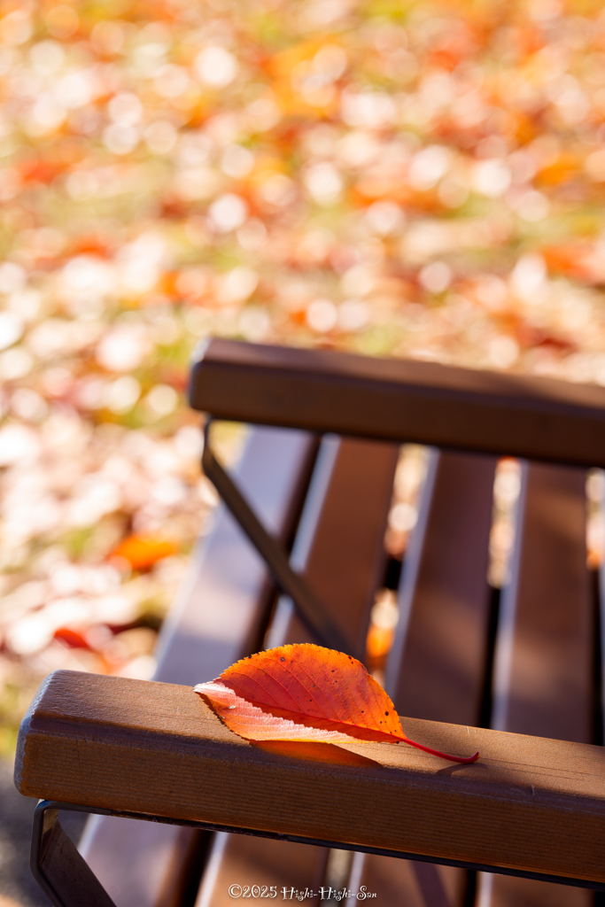 サクラが残してくれたもの（前編）