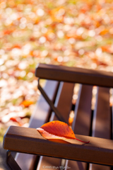 サクラが残してくれたもの（前編）