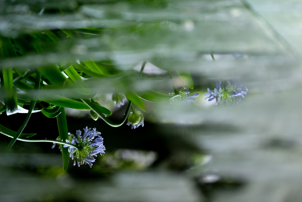 水中花