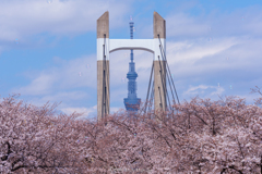 東京SAKURAロード02 〜 Tree & Trees