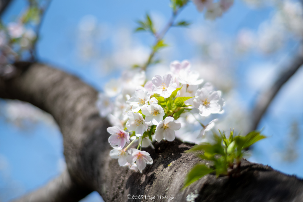 Petit Bouquet