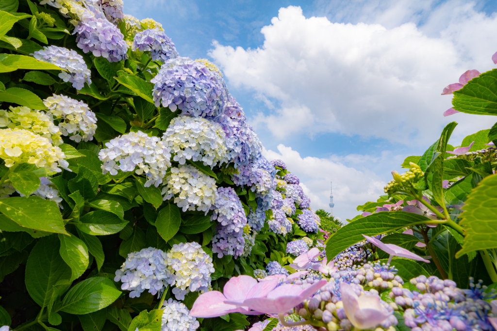 Hydrangea valley in the morning