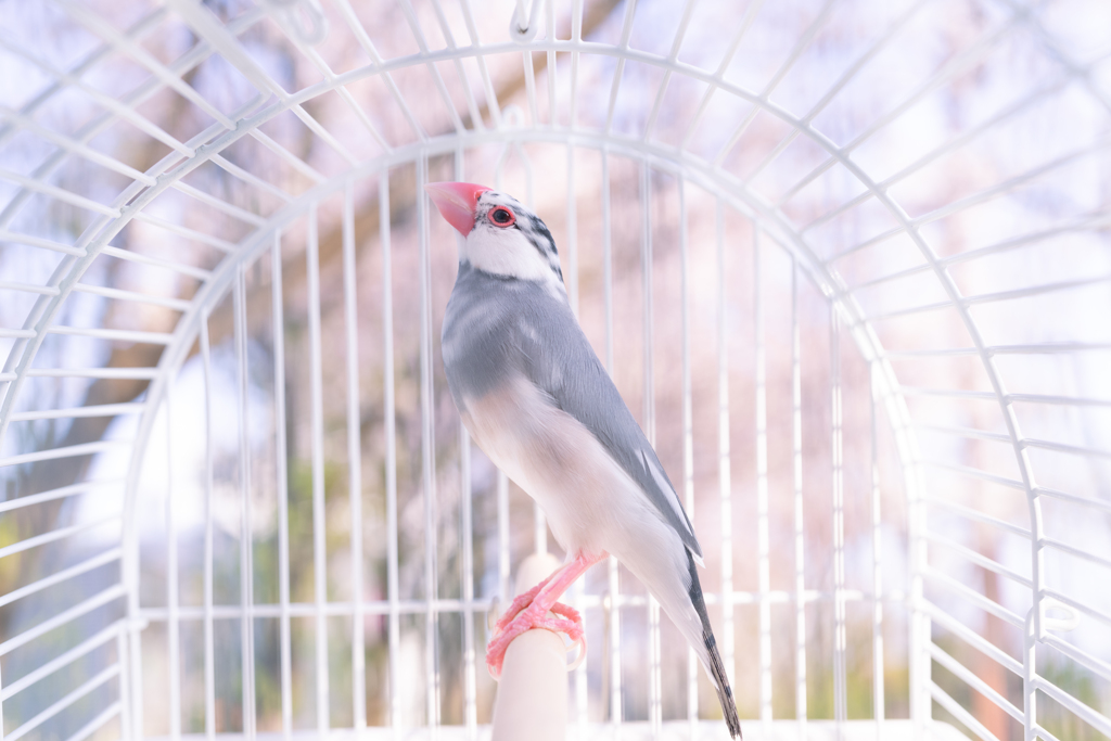 Ohanami