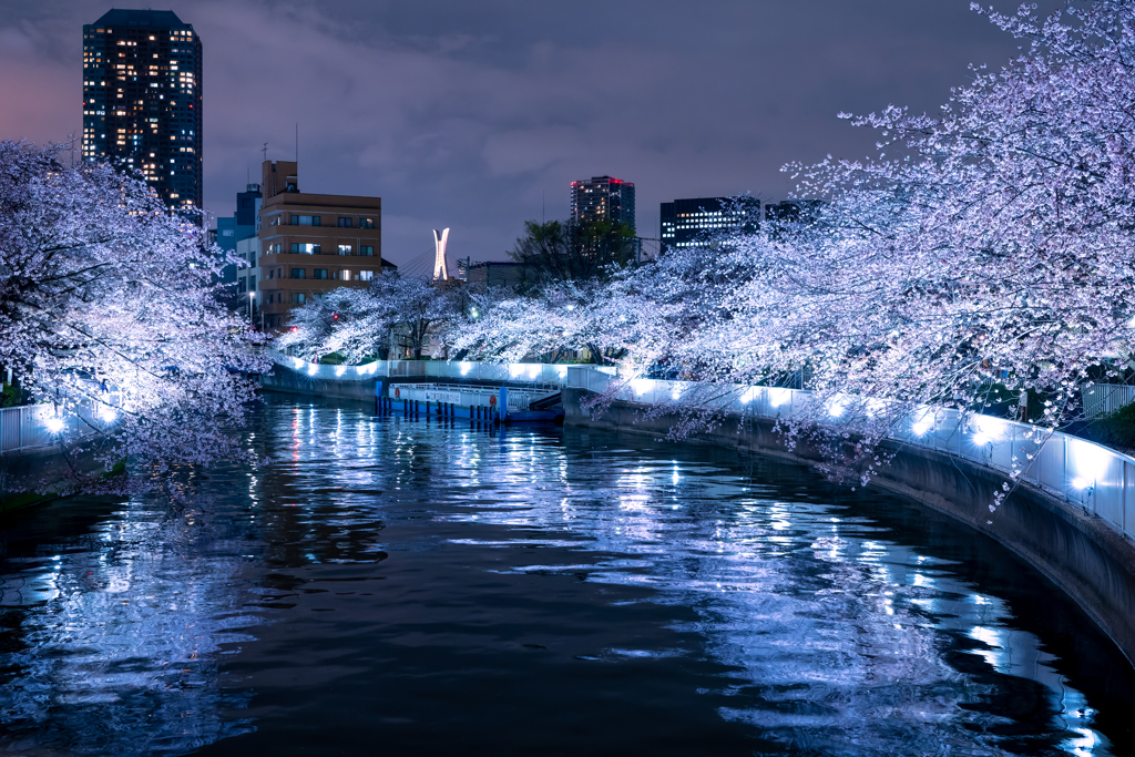 江戸の桜