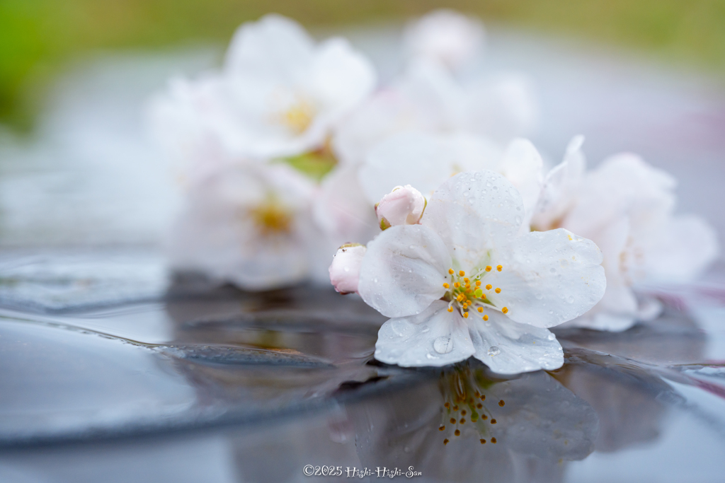 春雨桜