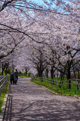 東京SAKURAロード01 〜 親孝行