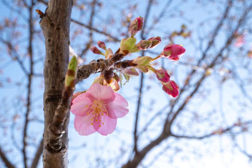 春 〜 花Version