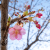 春 〜 花Version