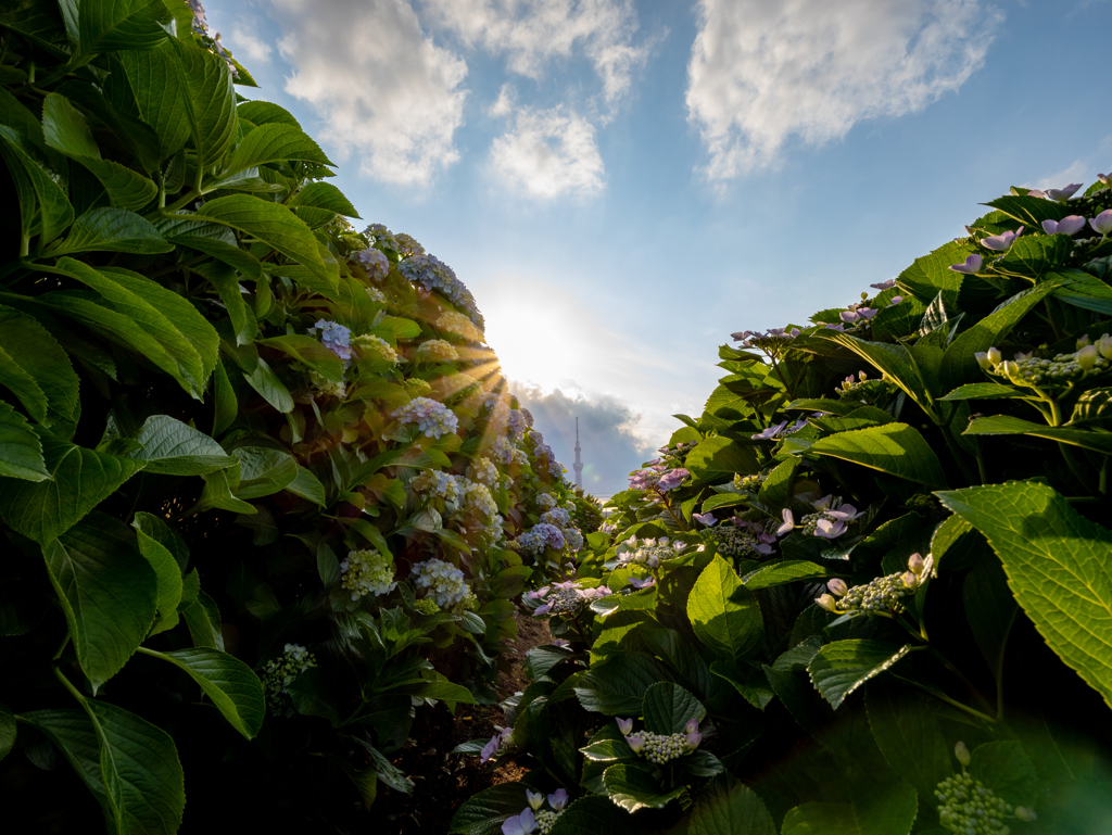 Hydrangea valley