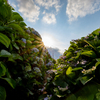 Hydrangea valley