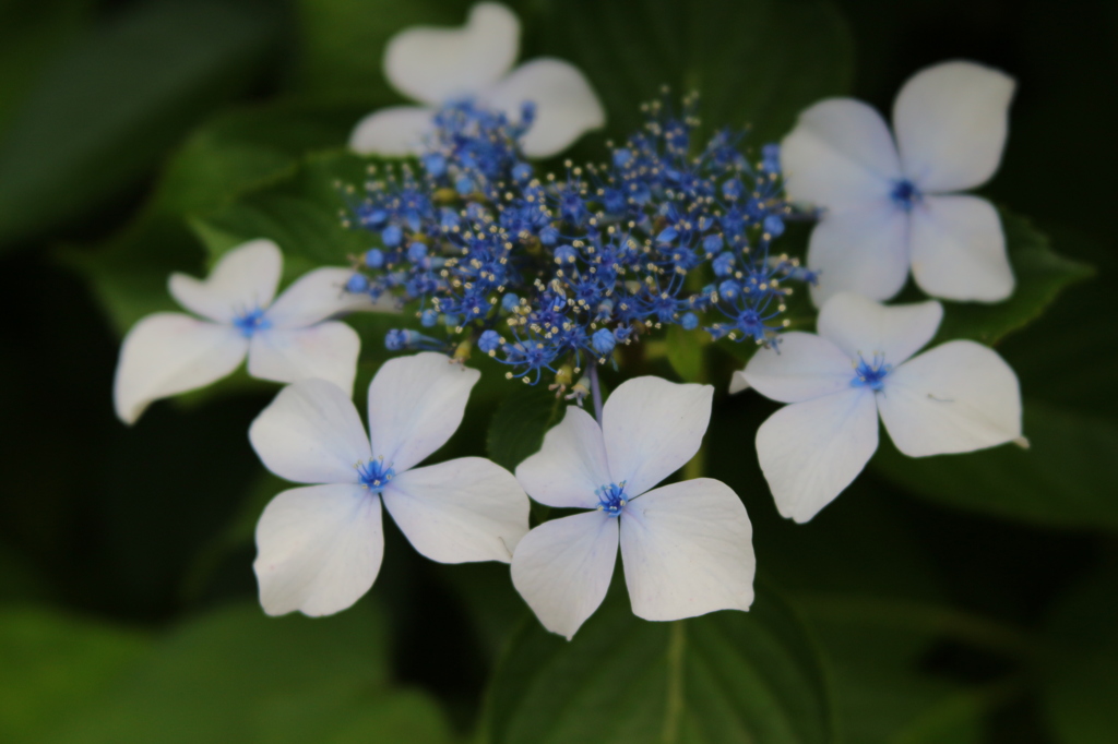 紫陽花